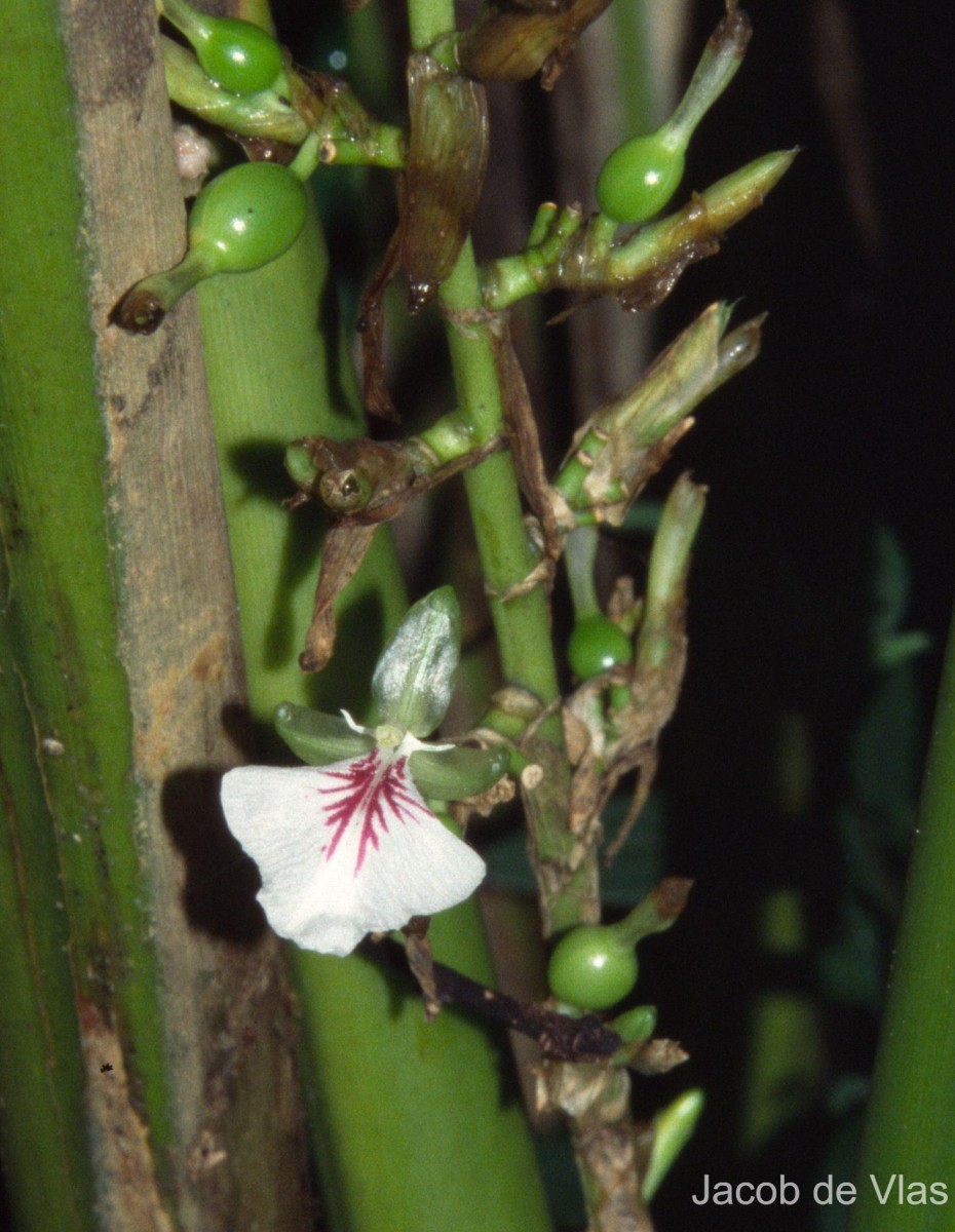 Elettaria cardamomum (L.) Maton